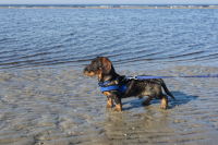 Hugo